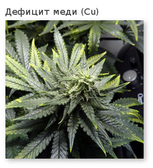 нехватка меди