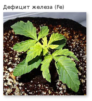 новые листья желтеют железо