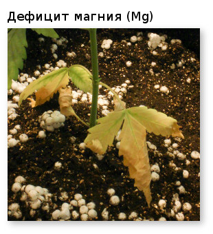 дефицит магния у конабиса