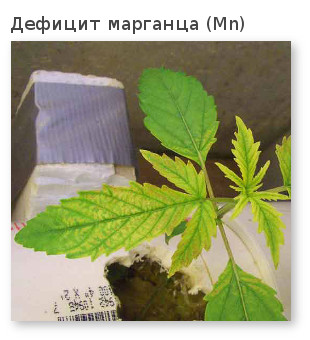 желтые листья, коричневые пятна марганец