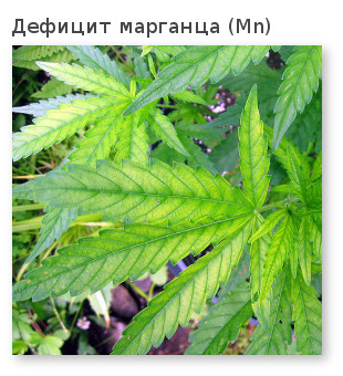 не хватает марганца