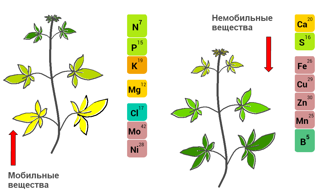 мобильные-немобильные вещества