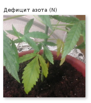 дефицит азота у конопли