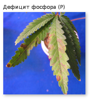 дефицит фосфора у каннабиса