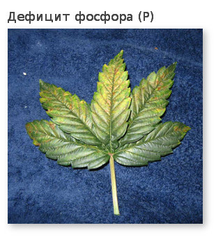дефицит фосфора у канабиса