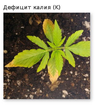 канапля дефицит калия