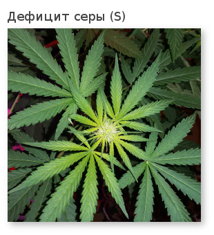 недостаток серы