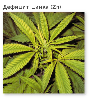 дефицит цинка