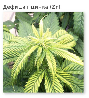 молодые листочки желтые цинк