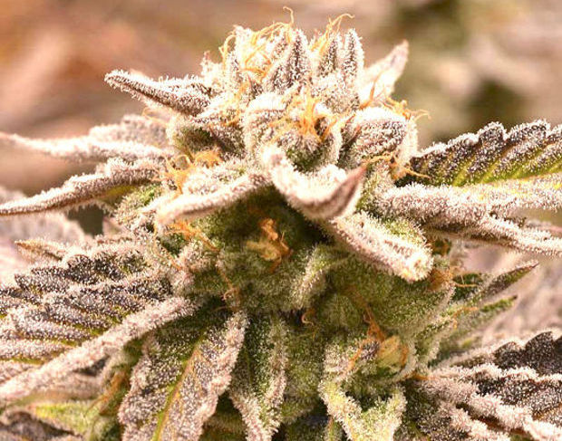 Auto Deadryder сорт