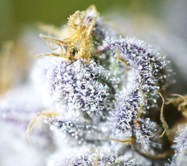 Auto Deadryder Divine Seeds