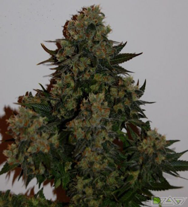 tutankhamon feminized