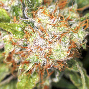 сорт Auto AK-47 XL