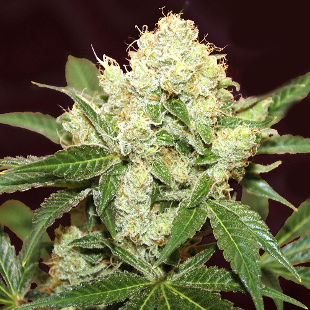 сорт Auto Big Demon