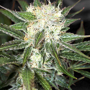 Auto Big Demon сорт