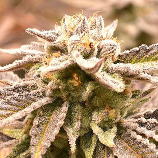 Auto Deadryder сорт