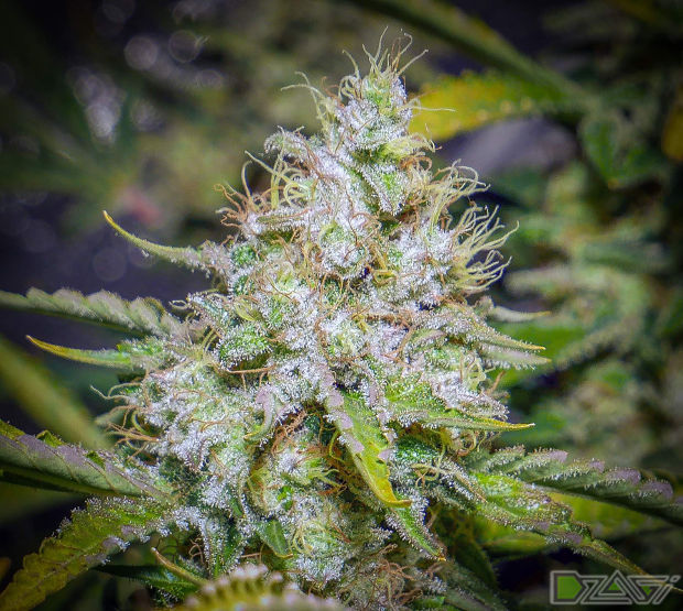 tutankhamon сорт отзывы