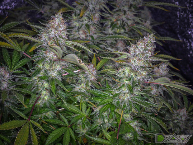 tutankhamon fem отзывы