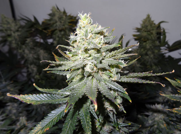 Пример шишки, которую слишком рано срезать - большинство волосков еще белые