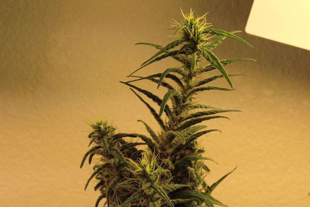 Лисьи хвосты на соцветиях марихуаны свидетельствуют о том, что в боксе слишком жарко или лампа находится слишком близко