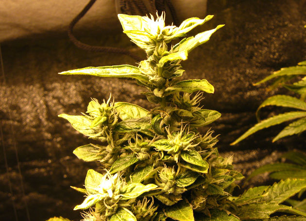 У этих шишек новые цветы продолжают расти, но появились и округлые, гладкие листочки. Причина - температурный и световой стресс