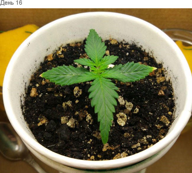 Как реагирует автик на пересадку. День 16