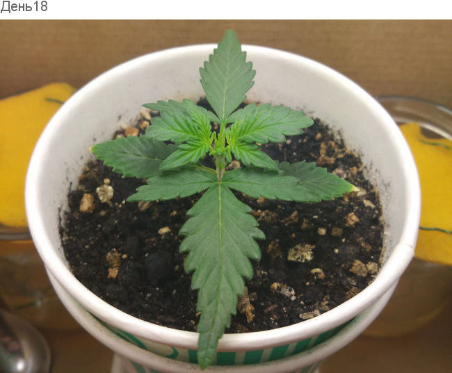 Как пересадить автоцвет без стресса. День 18