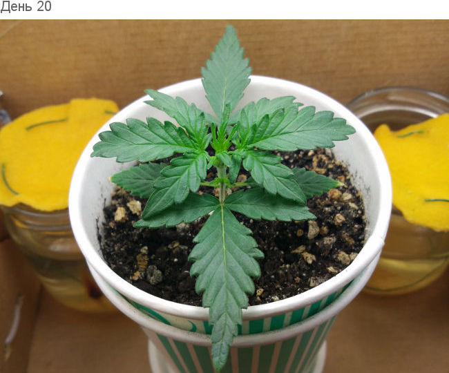 Пересадка без стресса. День 20