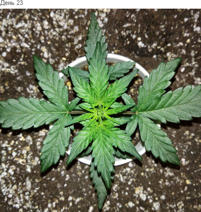 Пересадил автик, стресса не было. День 23
