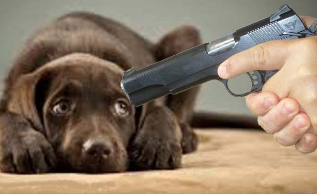 гроверам заплатят за трех убитых собак