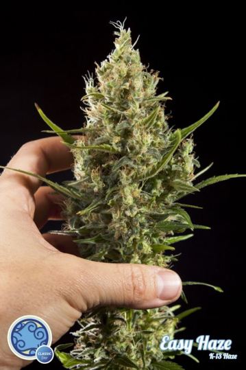 Сорт конопли Easy Haze x K-13 Haze