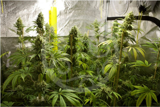 Jack el Frutero в закрытом грунте