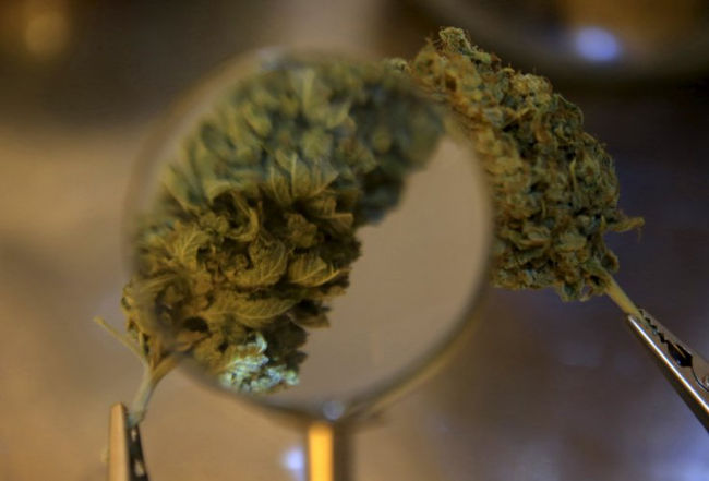 Марихуана не вредит почкам