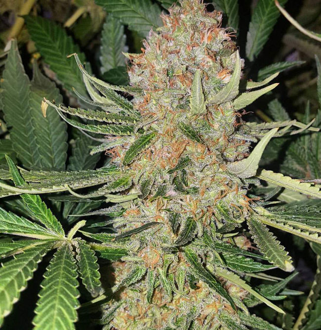 Сорта Philosopher Seeds на Grow Diaries