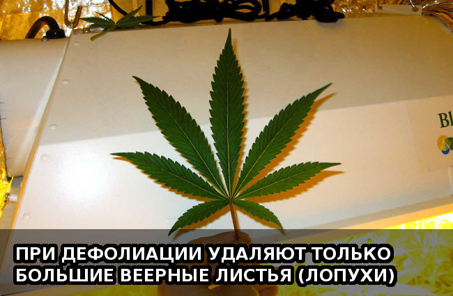 При дефолиации удаляют только большие веерные листья (лопухи)
