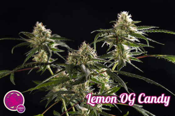 Lemon OG Candy