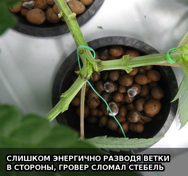 Слишком энергично разводя ветки в стороны, гровер сломал стебель