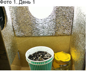 Росток под LED 6400К показался над поверхностью