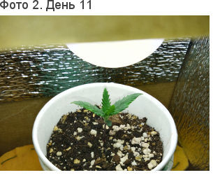 Росток канабиса медленно растет