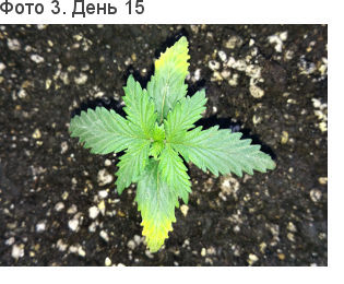 Каннабис чахнет. Желтизна на нижних листьях