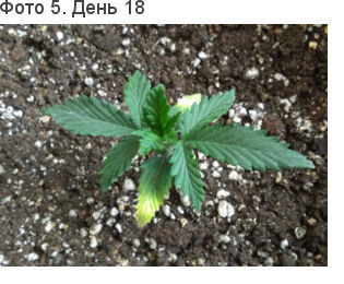 Марихуана после пересадки. Желтизна на нижних листьях не прогрессирует