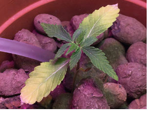 Это НЕ дефицит магния. Это световой ожог