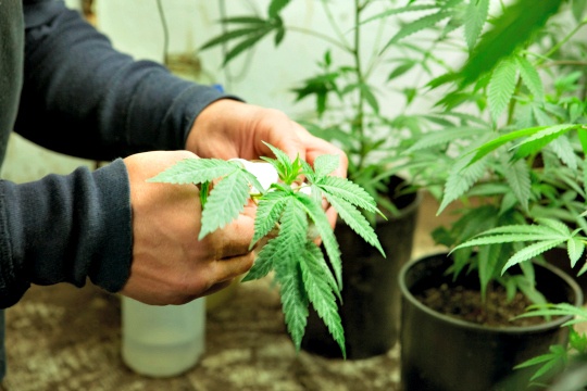 arthritis-cannabis-plants