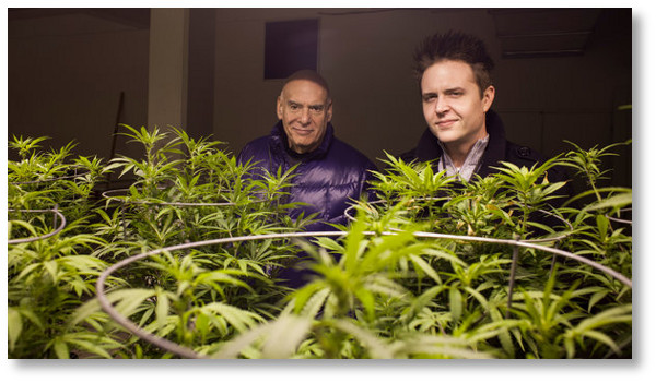 cannabis-industry-workers