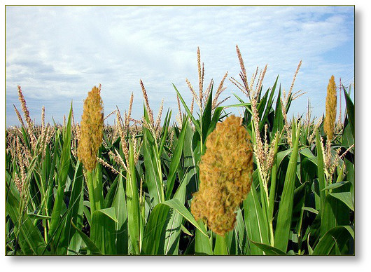 corn-flikrInkknife2000