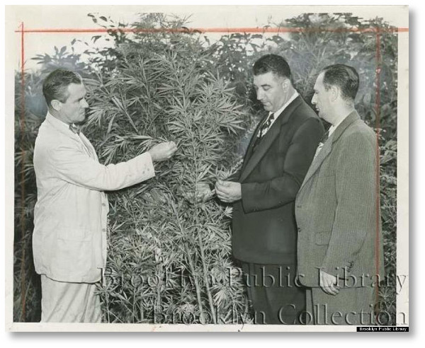 early-drug-warriors-looking-at-cannabis-plant
