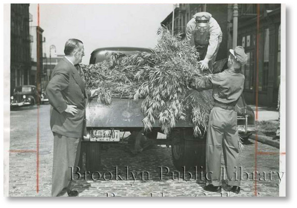 loading-cannabis-on-a-truck