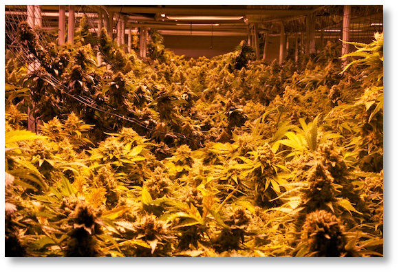 lots-of-marijuana-plants-flowering