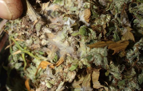 moldy-marijuana-bud