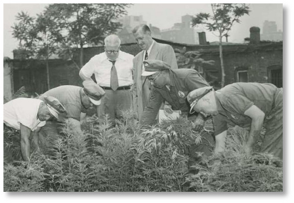 plucking-young-cannabis-plants